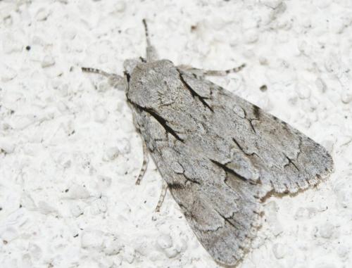 Réf. 330 679 : Acronicta sp.
